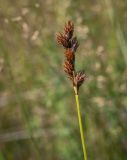 Carex leporina