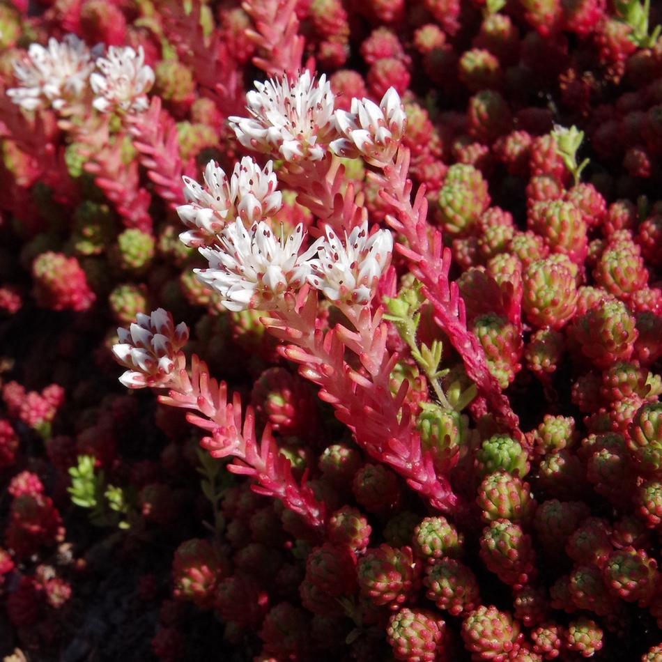 Изображение особи Sedum lydium.