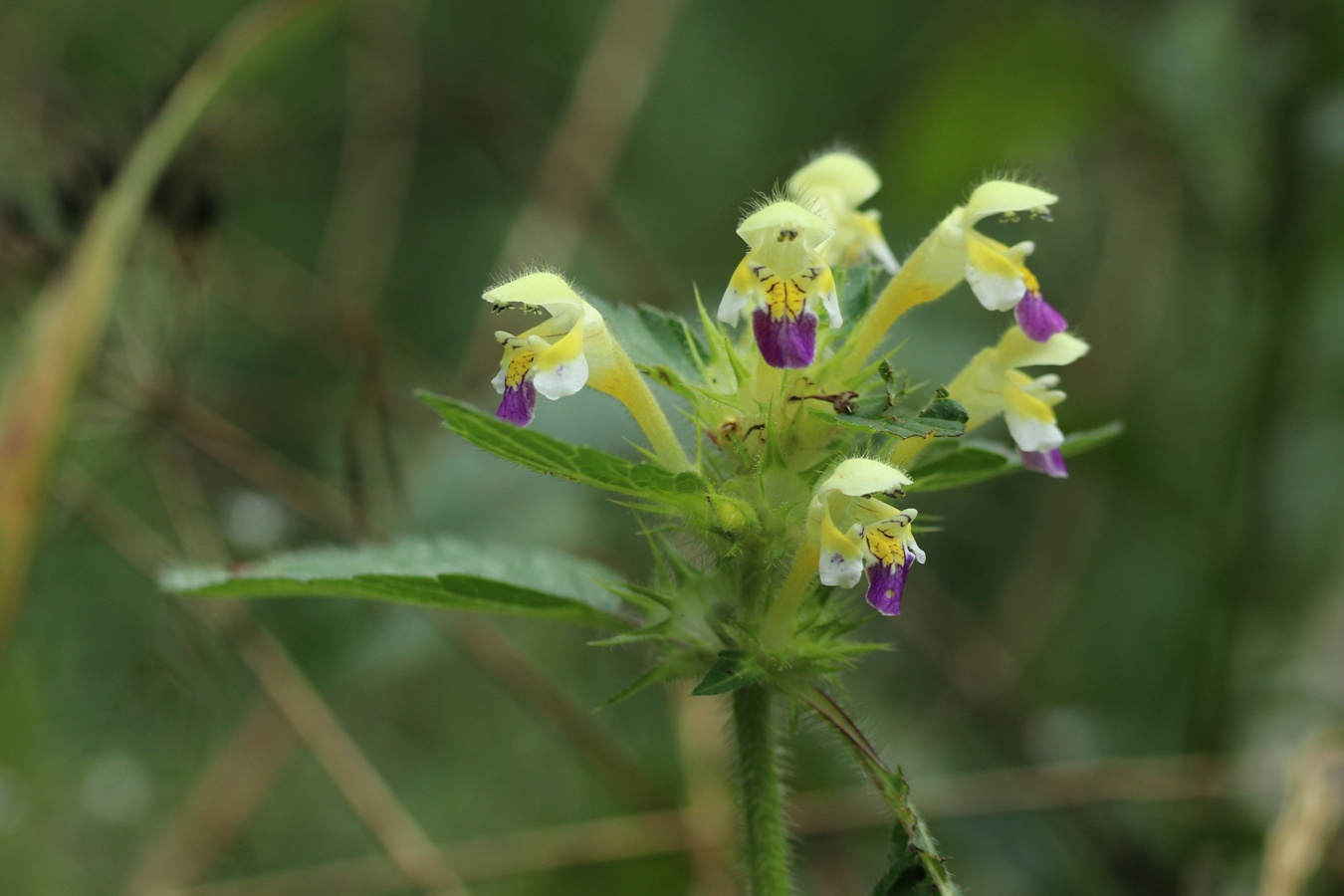 Изображение особи Galeopsis speciosa.