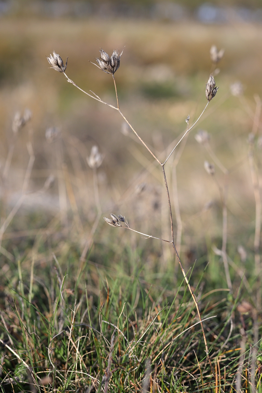 Image of Bupleurum baldense specimen.