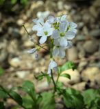 Cardamine tenera