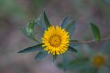 Pallenis spinosa