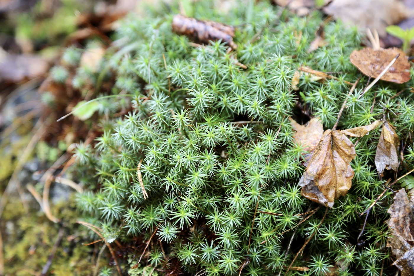 Изображение особи Polytrichum formosum.