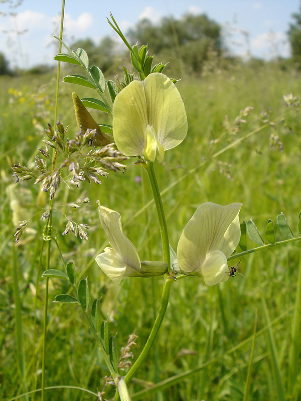 Image of Vicia grandiflora specimen.