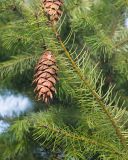 Pseudotsuga menziesii. Часть ветви с шишкой. Краснодар, парк \"Краснодар\", Японский сад, в культуре. 01.01.2024.