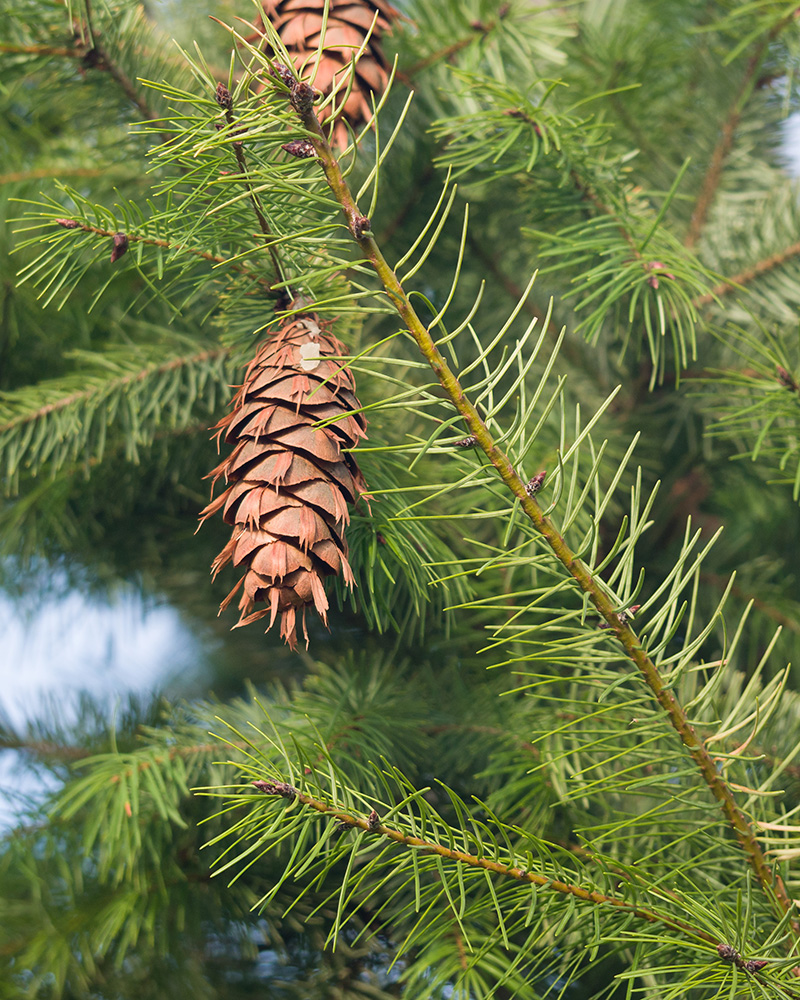 Изображение особи Pseudotsuga menziesii.