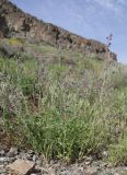 Nepeta micrantha