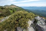 род Juniperus. Вегетирующее растение. Краснодарский край, Туапсинский р-н, Главный Кавказский хр., окр. горы Семиглавая, высота 1400 м н.у.м., скалы. 19.05.2024.