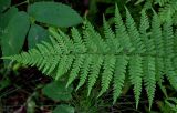 Athyrium filix-femina