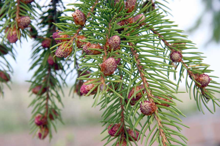Image of Picea abies specimen.