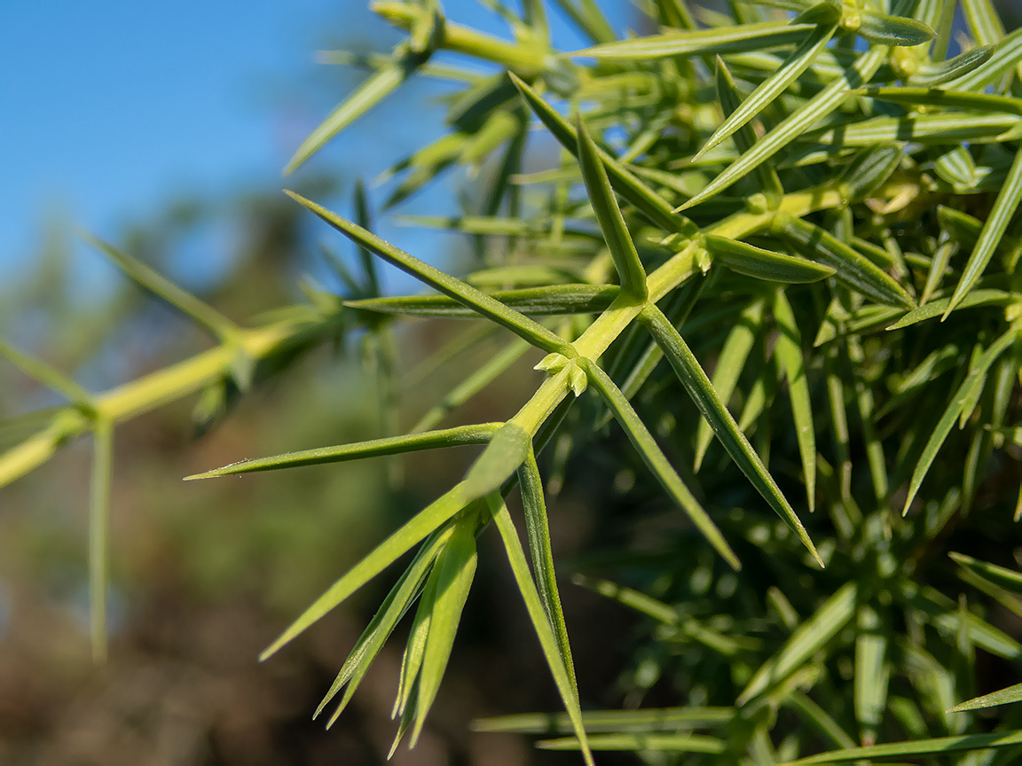 Image of Juniperus deltoides specimen.