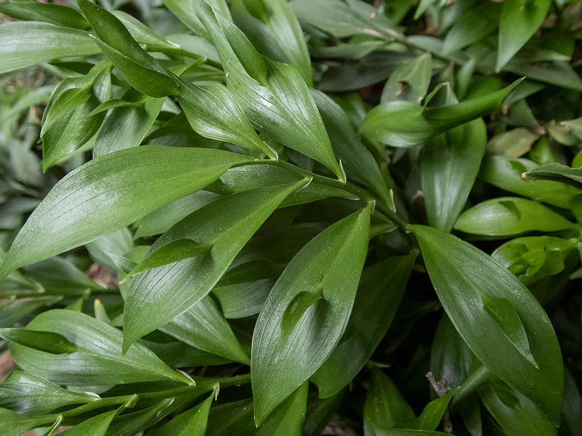 Image of Ruscus hypoglossum specimen.