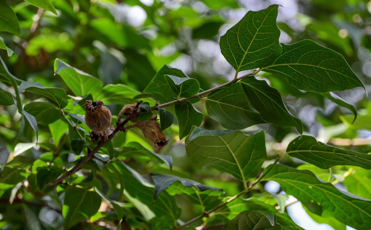 Image of Calycanthus floridus specimen.