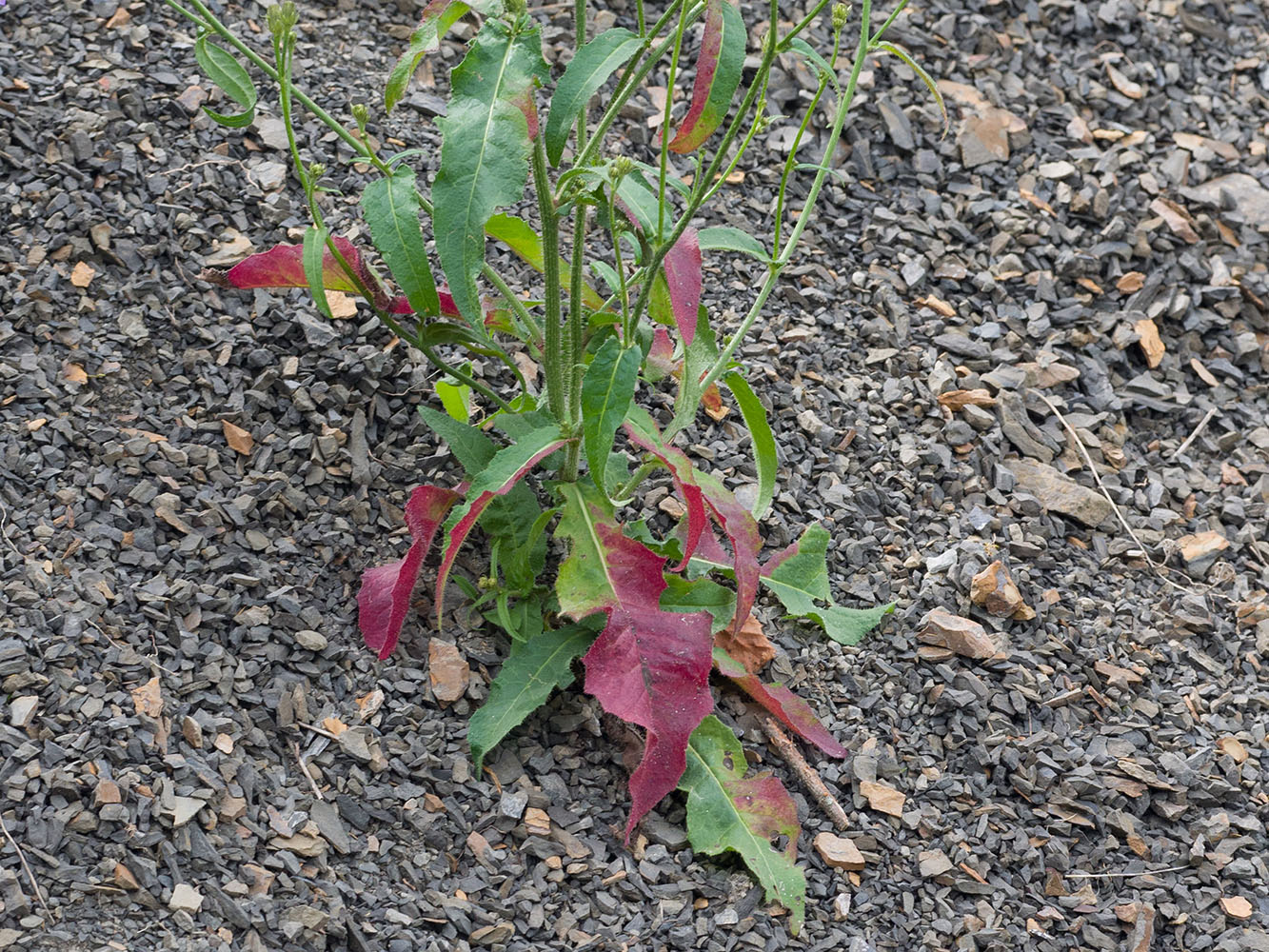 Image of Picris hieracioides specimen.
