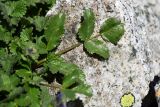 Archangelica brevicaulis