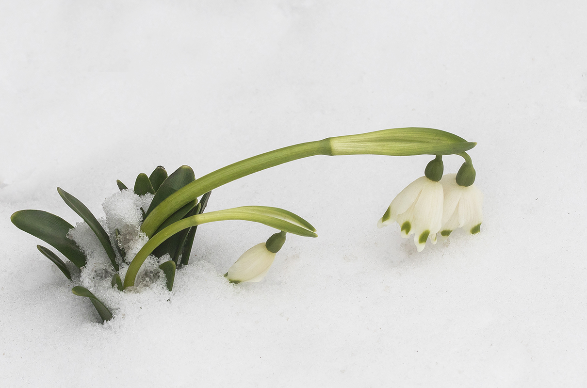 Изображение особи Leucojum vernum.