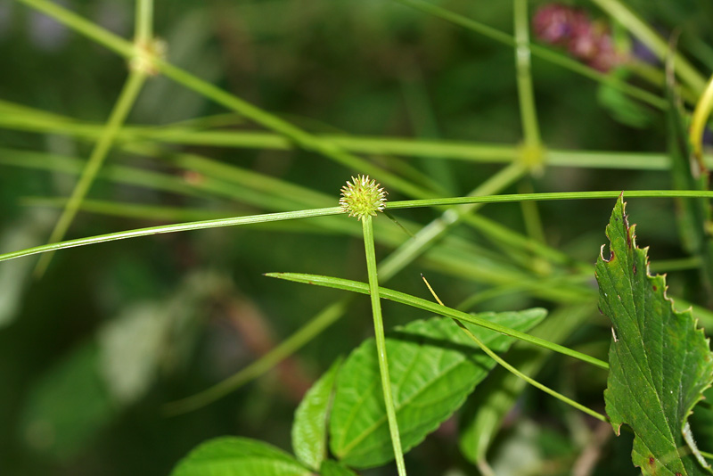 Image of Kyllinga gracillima specimen.