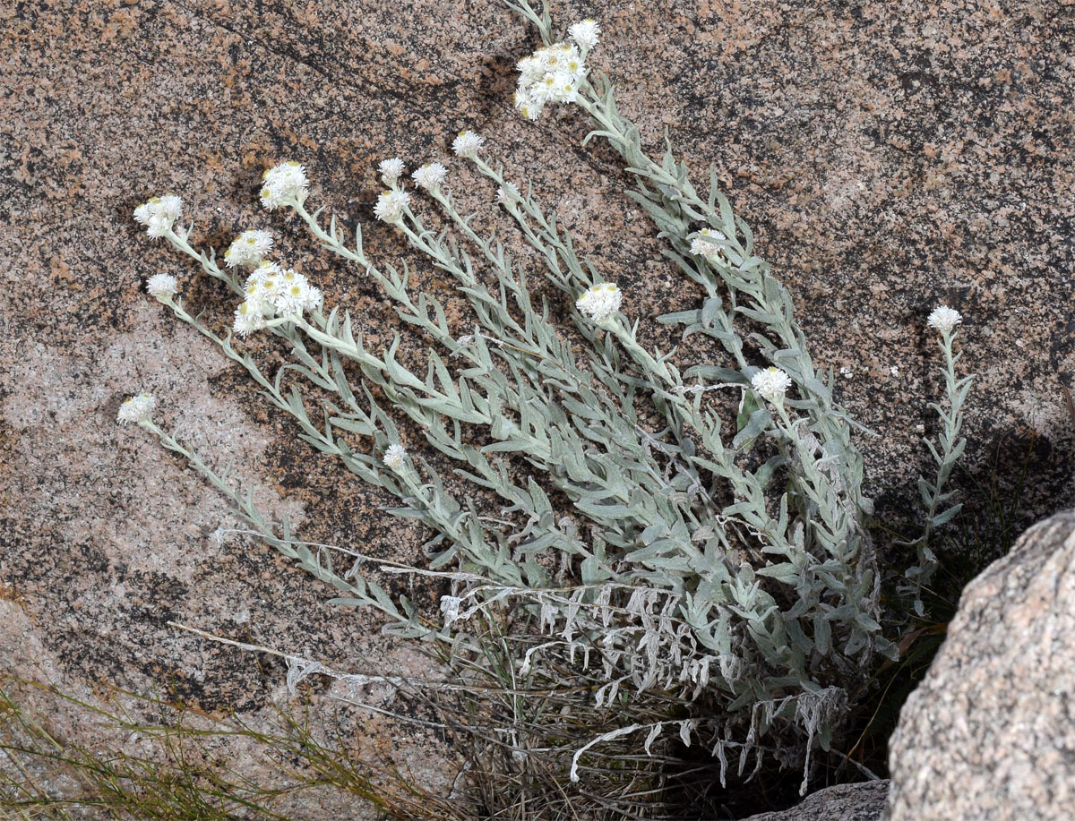Image of Anaphalis velutina specimen.