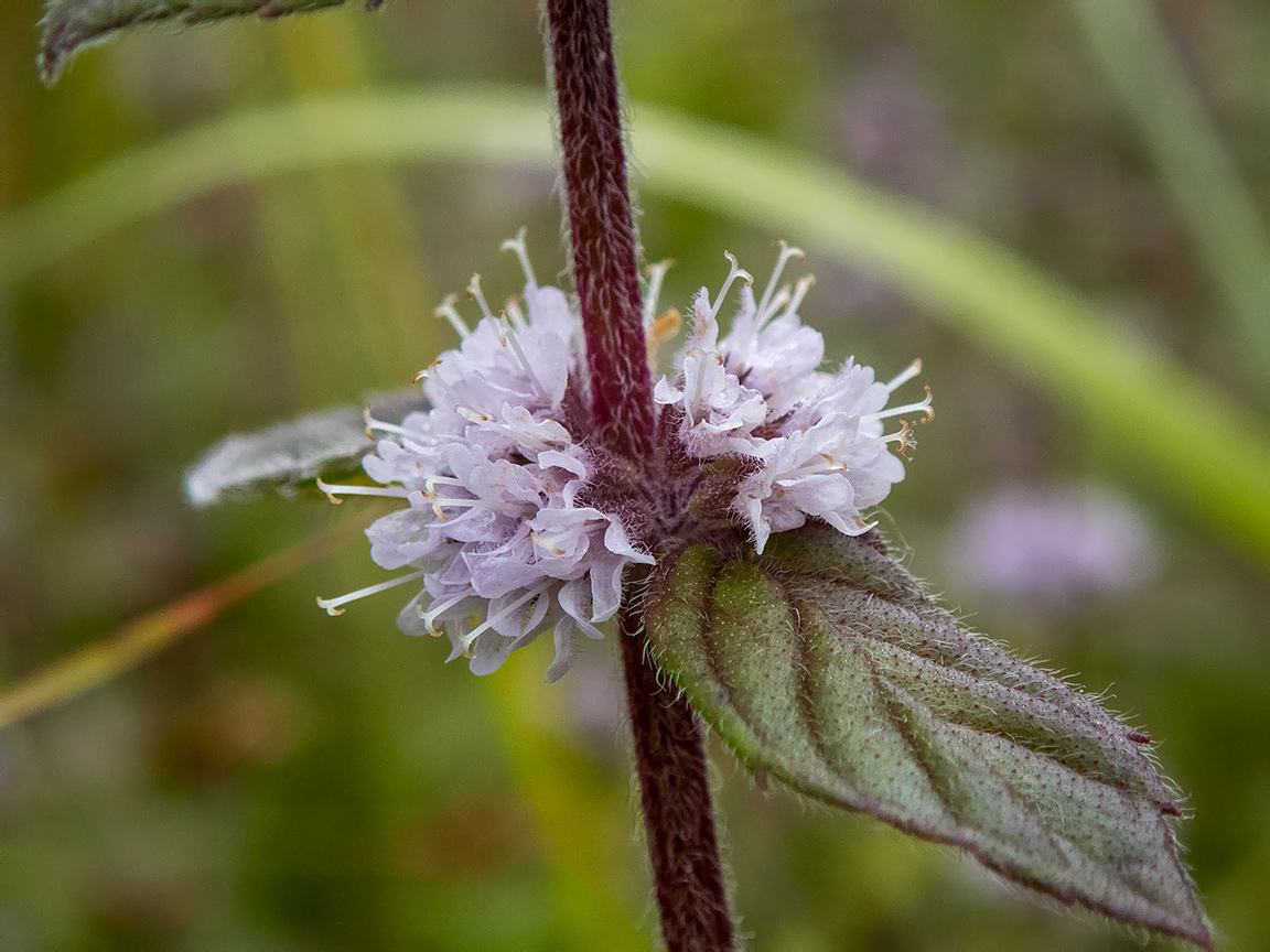 Изображение особи Mentha × gracilis.