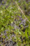 Sherardia arvensis. Цветущий побег. Республика Адыгея, г. Майкоп, к СЗ от пос. Краснооктябрьский, между р. Белая и хребтом Нагиеж-Уашх, луг. 01.06.2025.