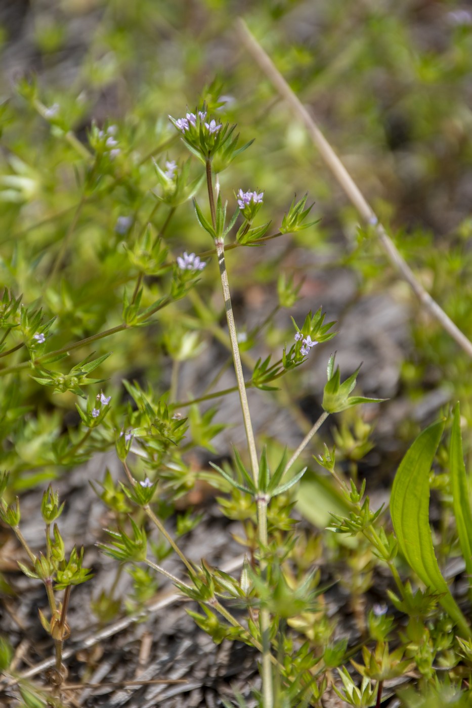 Image of Sherardia arvensis specimen.