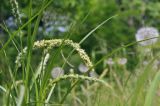 genus Carex