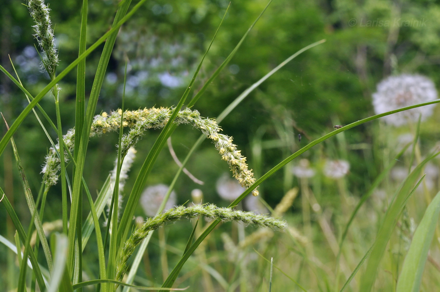 Image of Carex leiorhyncha specimen.