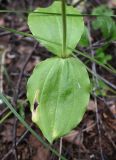 Listera ovata