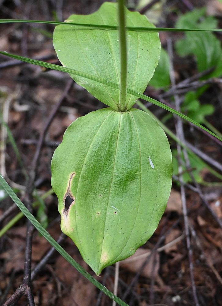 Изображение особи Listera ovata.