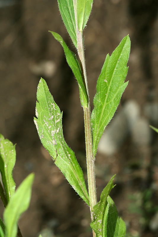 Image of Erigeron annuus specimen.