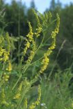 Melilotus officinalis