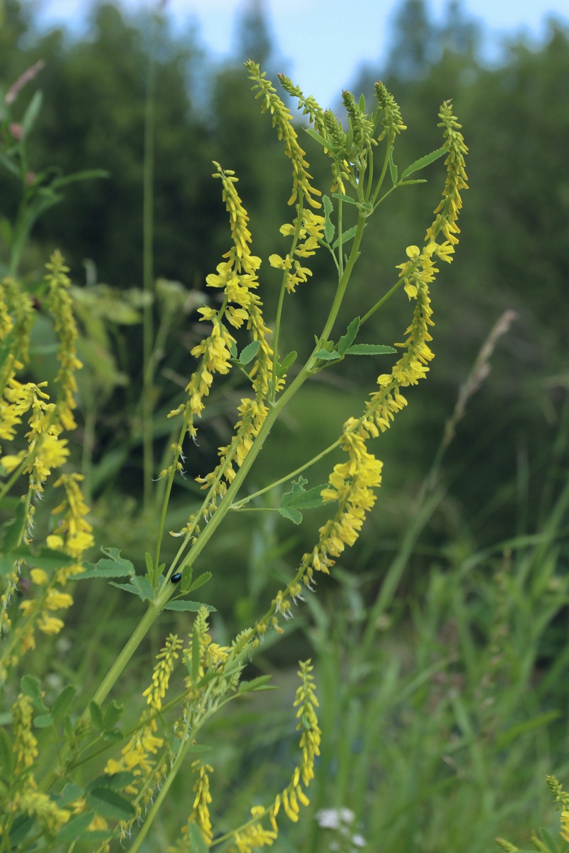 Image of Melilotus officinalis specimen.