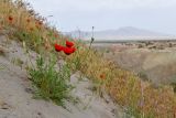 Papaver pavoninum