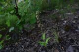 Epipactis helleborine