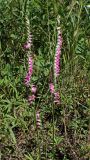 Spiranthes australis
