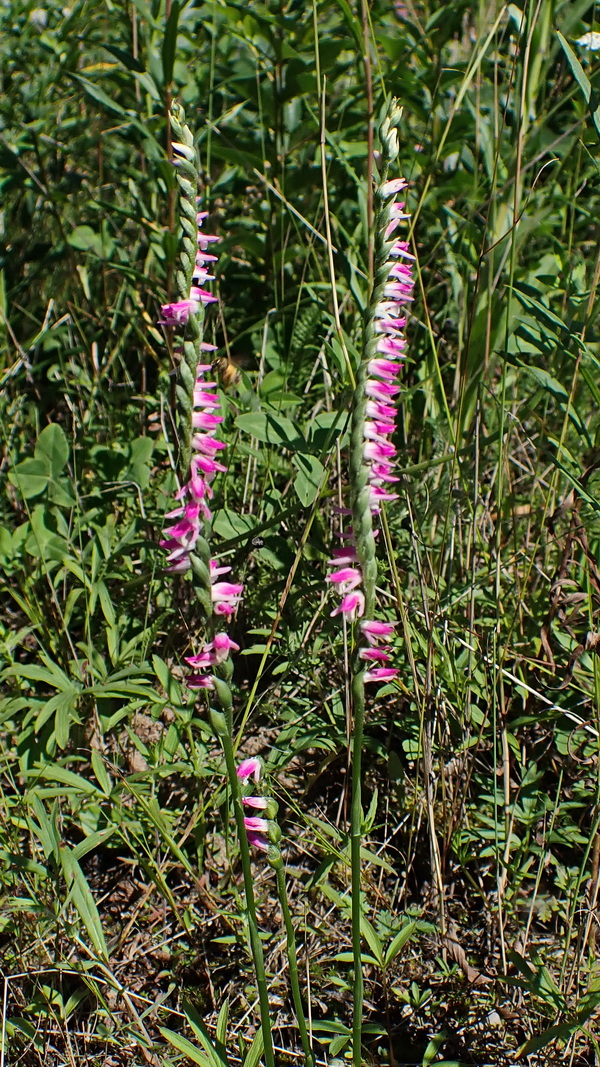 Изображение особи Spiranthes australis.