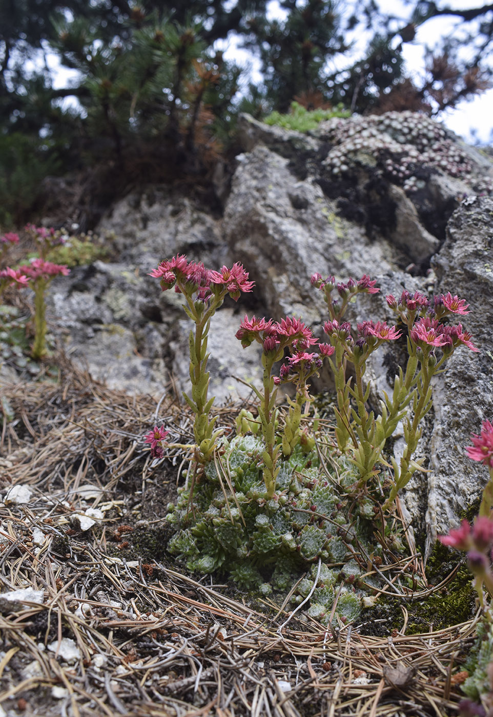 Изображение особи Sempervivum arachnoideum.