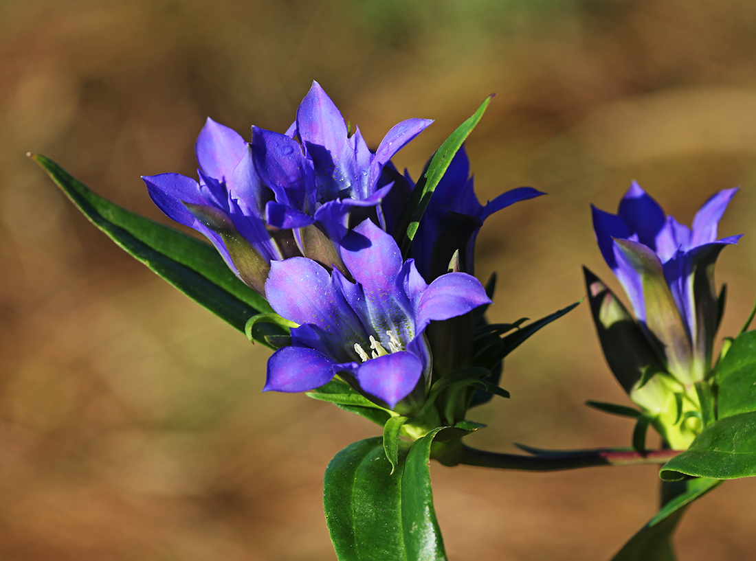 Image of Gentiana scabra specimen.