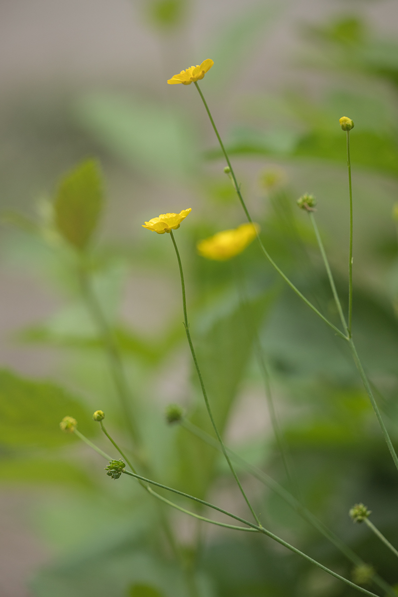 Image of Ranunculus acris specimen.