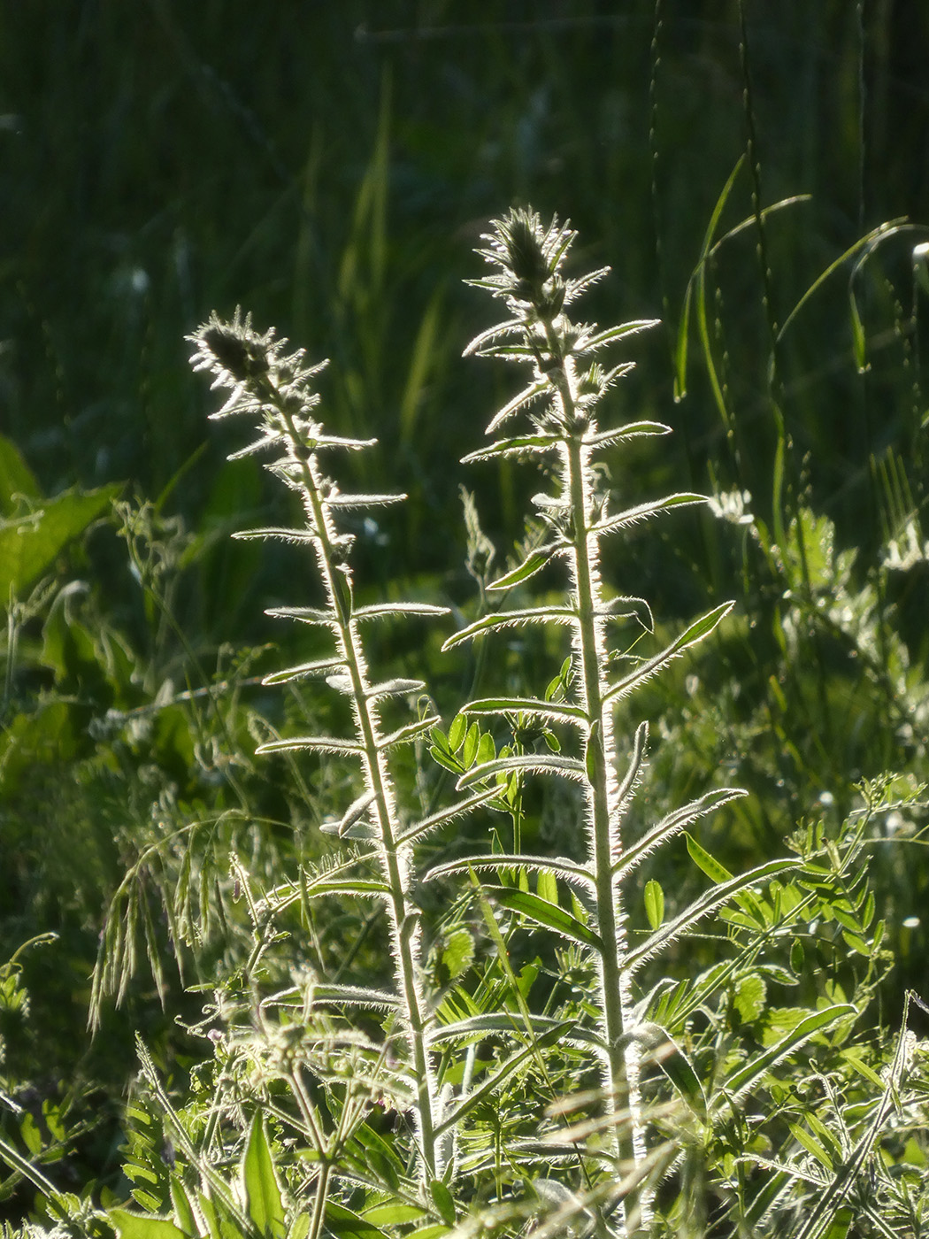 Image of Echium vulgare specimen.