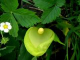 Arum italicum