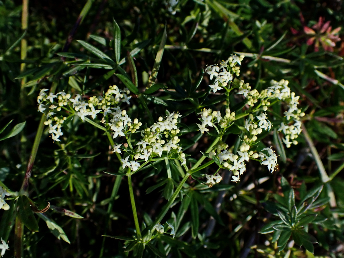 Изображение особи Galium mollugo.