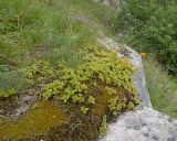 Sedum oppositifolium. Куртина зацветающих растений. Кабардино-Балкария, Черекский р-н, дол. р. Чайнашки, ≈ 1800 м н.у.м., овсяницевый лужок в каньоне водопадистого ручья, скальное обнажение. 29.07.2025.