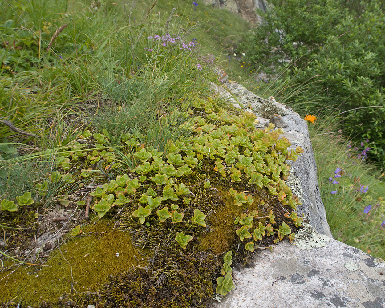 Изображение особи Sedum oppositifolium.