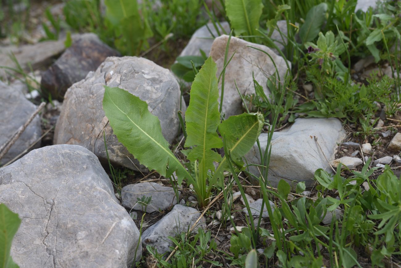 Image of Unknown species specimen.