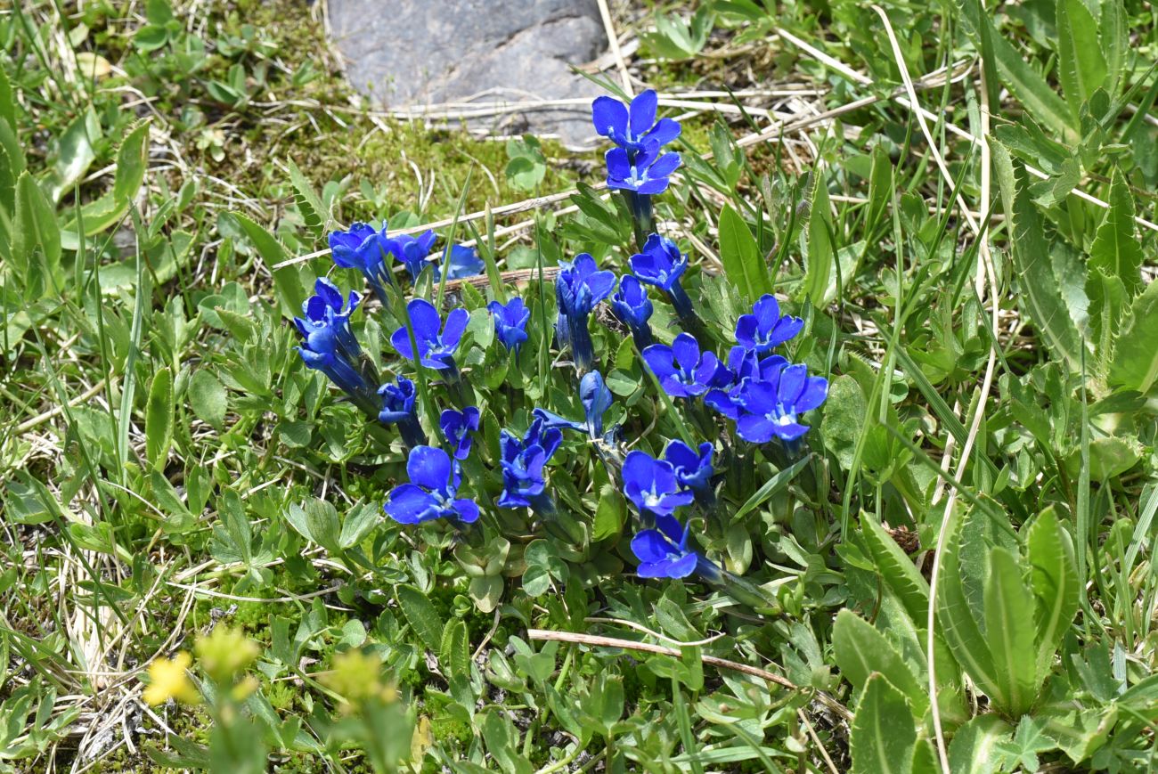 Image of genus Gentiana specimen.