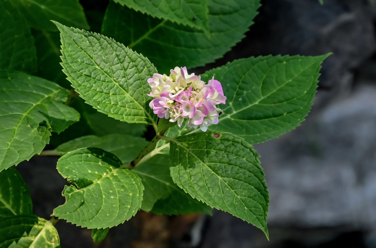 Image of Hydrangea macrophylla specimen.