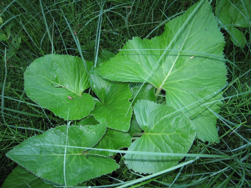 Image of Ligularia lydiae specimen.