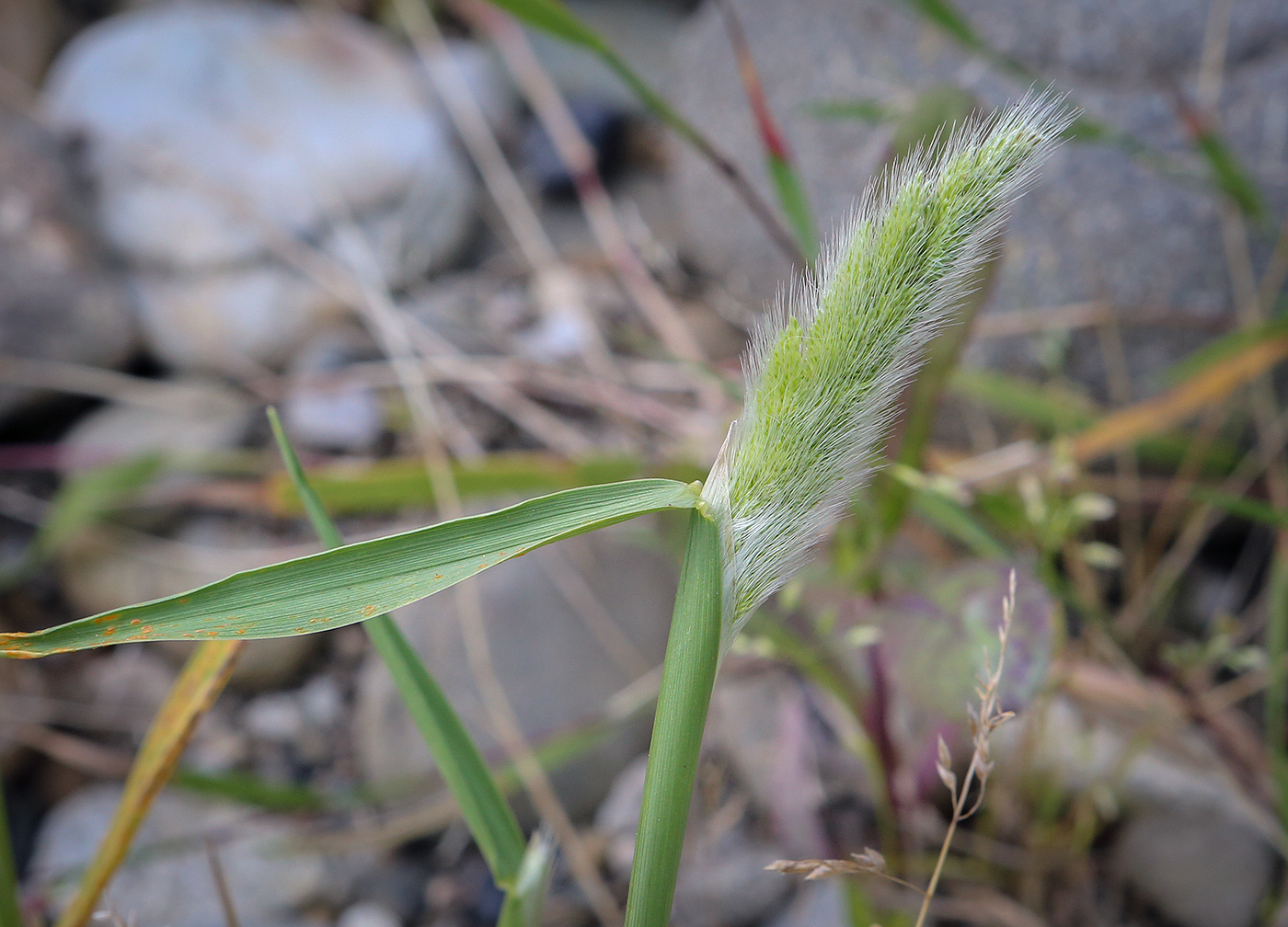 Изображение особи Holcus lanatus.