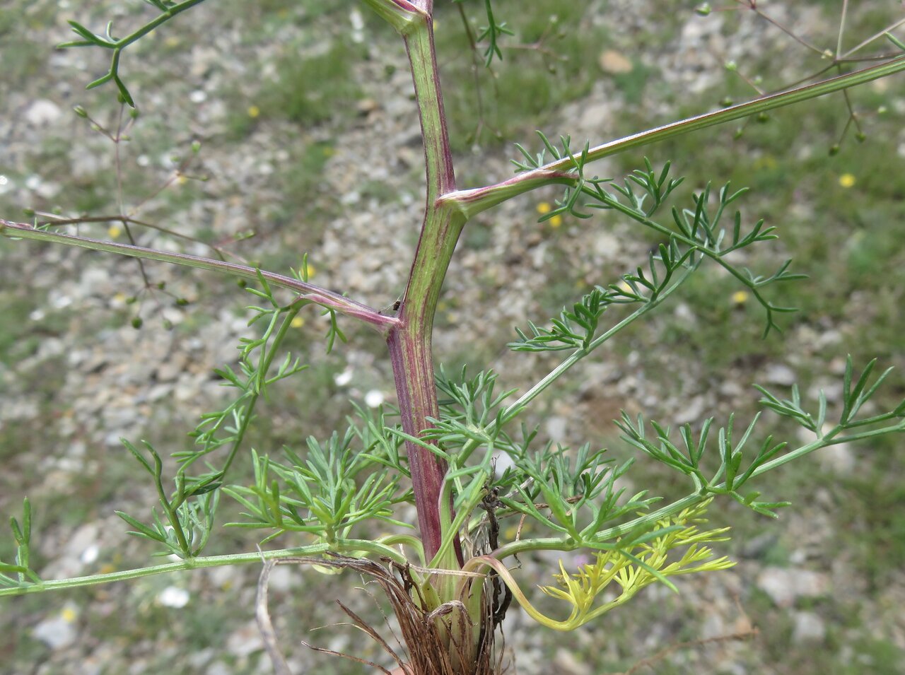Изображение особи Trinia glauca.